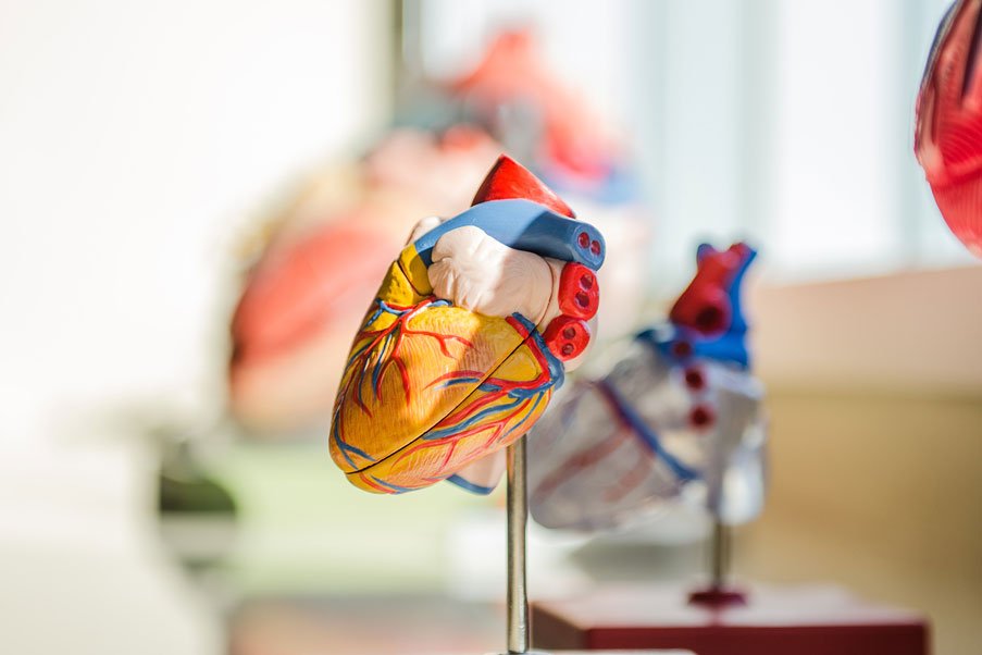 healthcare training model heart a dummy heart used for teaching healthcare