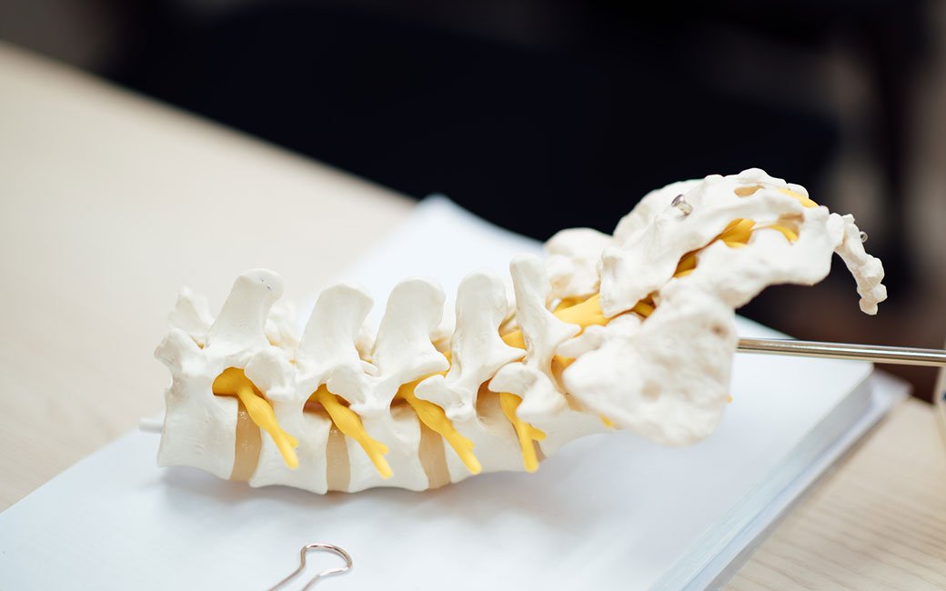 medical training practice skeleton a fake human skeleton section used for healthcare education